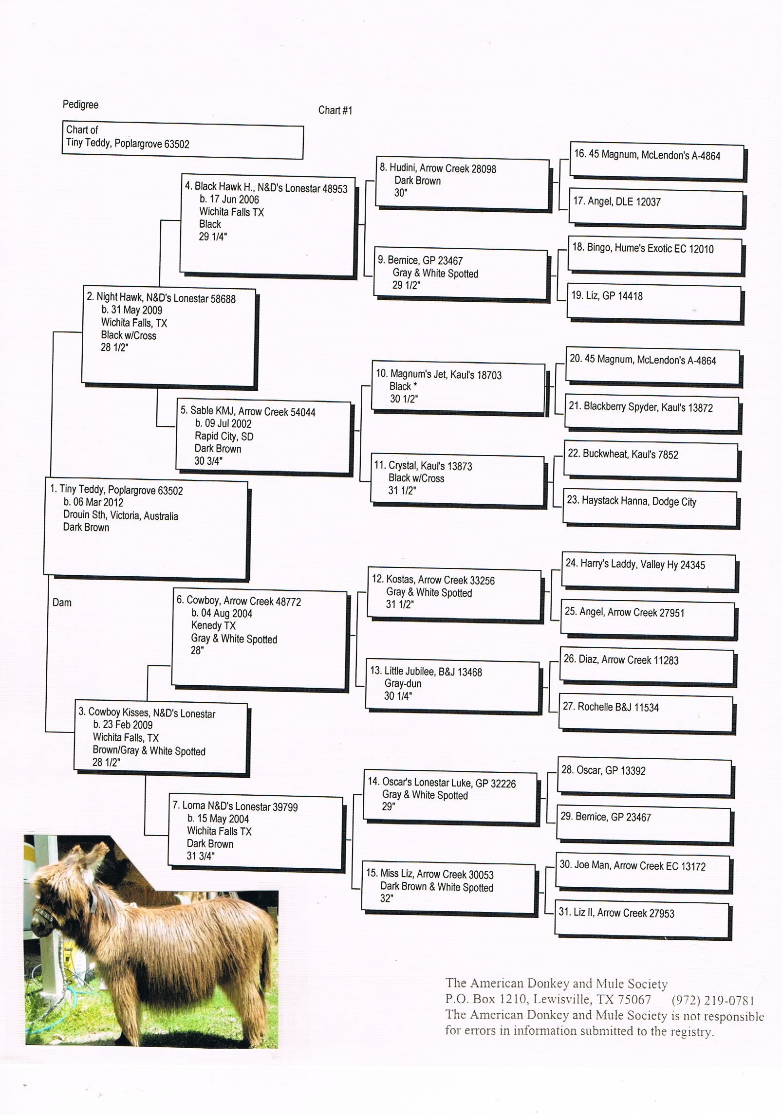 Poplargrove_Tiny_Teddy_Pedigree_at_Poplargrove _Stud